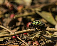 MEFA01 Calligrapha serpentina.jpg