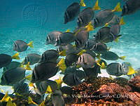 VMC003 Prionurus laticlavius.jpg