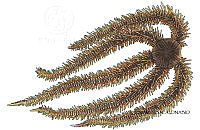 NE018 1125 Ophiocoma paucigranulata.jpg