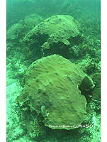 PMC0062 Agaricia sp..JPG