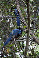 ARS00187 Cyanocorax yucatanicus.jpg