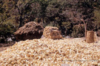 EHX0624 Zea mays.JPG