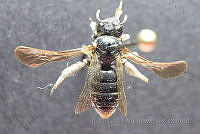 CGVM1229 Pseudopanurgus fuliginosus.jpg