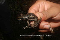 HVBR0118 Lithobates berlandieri.JPG