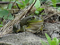 LCF0168 Lithobates catesbeianus.jpg