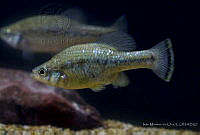 IMDOC2247 Ameca splendens.jpg