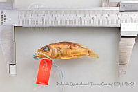 RQTG1074 Herichthys steindachneri.jpg