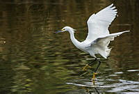 MASM08143 Egretta thula.jpg