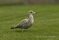 MGaves 3282 Larus delawarensis.jpg