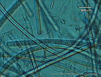 UNAMGAMZ-51 Phormidium retzii.jpg