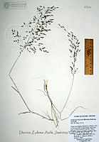 DZAJ635 Eragrostis mexicana ssp. mexicana.JPG