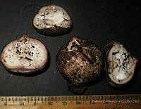 RGO0256 Geastrum fimbriatum.JPG
