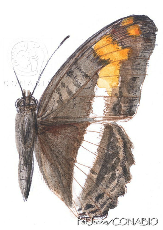 PJ0637%20Adelpha%20milleri.jpg.qyfmtfP0MfWz0ythQA3g0JtbmFja29CbnFuZ3NAbXJ6LGtwZwA.SDx0QlYYlS