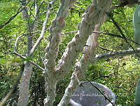 JBM 0002 Llaveia axin.jpg