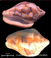 KT014 0460 Columbella mercatoria.JPG