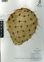 YPH2330 Opuntia robusta.jpg