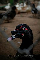 RGT 001 Cairina moschata.jpg
