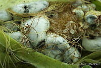 ARS00225 Ustilago maydis.jpg