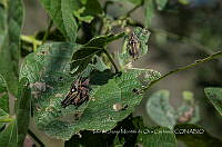 IMDOC4184 Sphenarium purpurascens.jpg