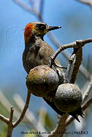 AAKVDH 0208 Melanerpes chrysogenys.JPG