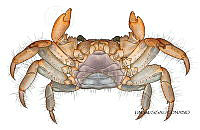 NE018 1035 Grapsus grapsus_V.jpg