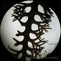 RYP0021 Pterosiphonia baileyi.jpg