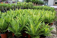 IMDOC 5884 Blechnum gibbum.jpg