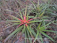 JAdNV0103 Bromelia pinguin.JPG