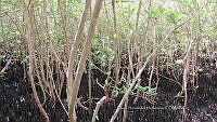 UM002 S0040 Avicennia germinans.jpg
