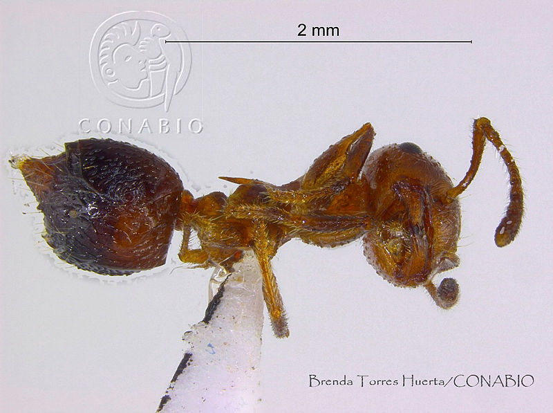 BTH0130%20Crematogaster%20sp..jpg.rSe8jYH MaGzF 9hQA3g0JtbmFja29CbnFuZ3NAbXJ6LGtwZwA.Rx3UTc9vhb