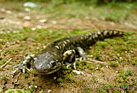 MDL0024 Ambystoma velasci.jpg