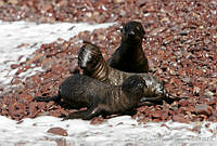 CNS1070 Zalophus californianus.jpg