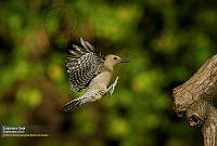 59_JAL_fotografias%2Ffauna%2Fadulto%2F2016-02-29_230206_8073.jpg