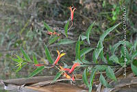 SG019 0360 Lobelia laxiflora.jpg