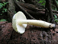 MCS151 Agaricaceae.JPG