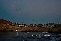 IDG Nat 0028 Isla Navidad.jpg