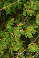 JF078 0360 Ernodea littoralis.jpg