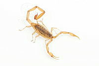 MASM07691 Centruroides infamatus.jpg