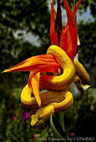 MDL0068 Bothriechis schlegelii.jpg