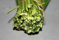 RBB0328 Allium kunthii.jpg