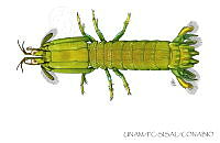 UNAM_FC-SISAL-0092 Neogonodactylus bredini.jpg