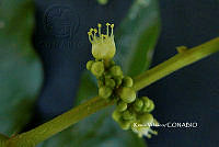 ME010 KV 02604 Sapindus saponaria L., 1753.JPG