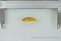 SGQ2128 Oreochromis sp..jpg
