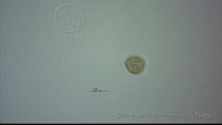 EAMS014 Neoapocreadium sp..jpg