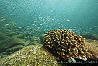 CNS1085 Pocillopora elegans.jpg