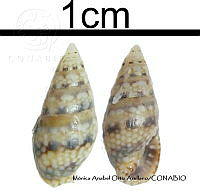 KT014 0800 Mitrella baccata.JPG