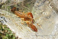 VMOV069 Procambarus clarkii.jpg
