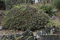 3R 00971 Ferocactus robustus.tif