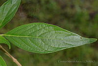 EMA025 Hamelia xorullensis.jpg