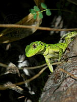 OVR01 Ctenosaura similis.jpg